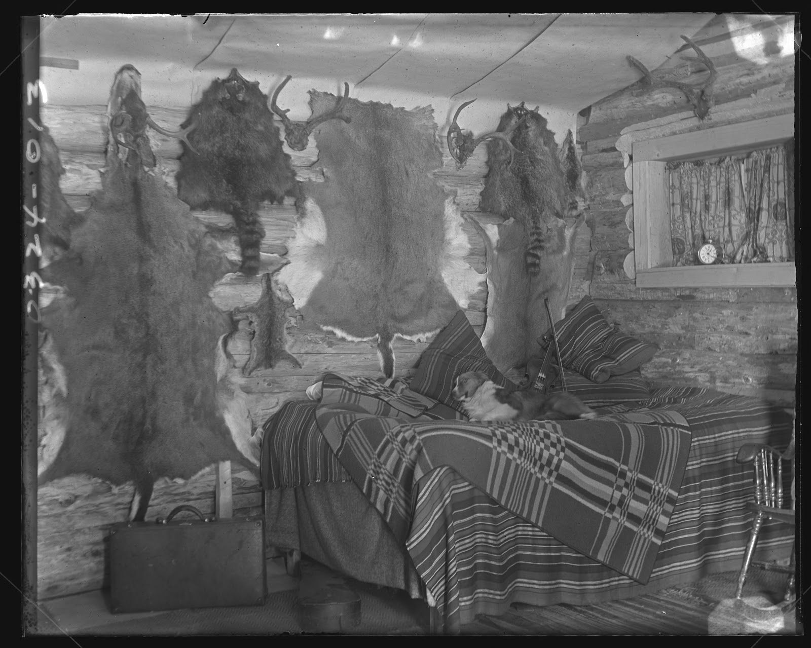 a dog lies on a bed with woven blankets in a log cabin, whose walls are covered in animal skins